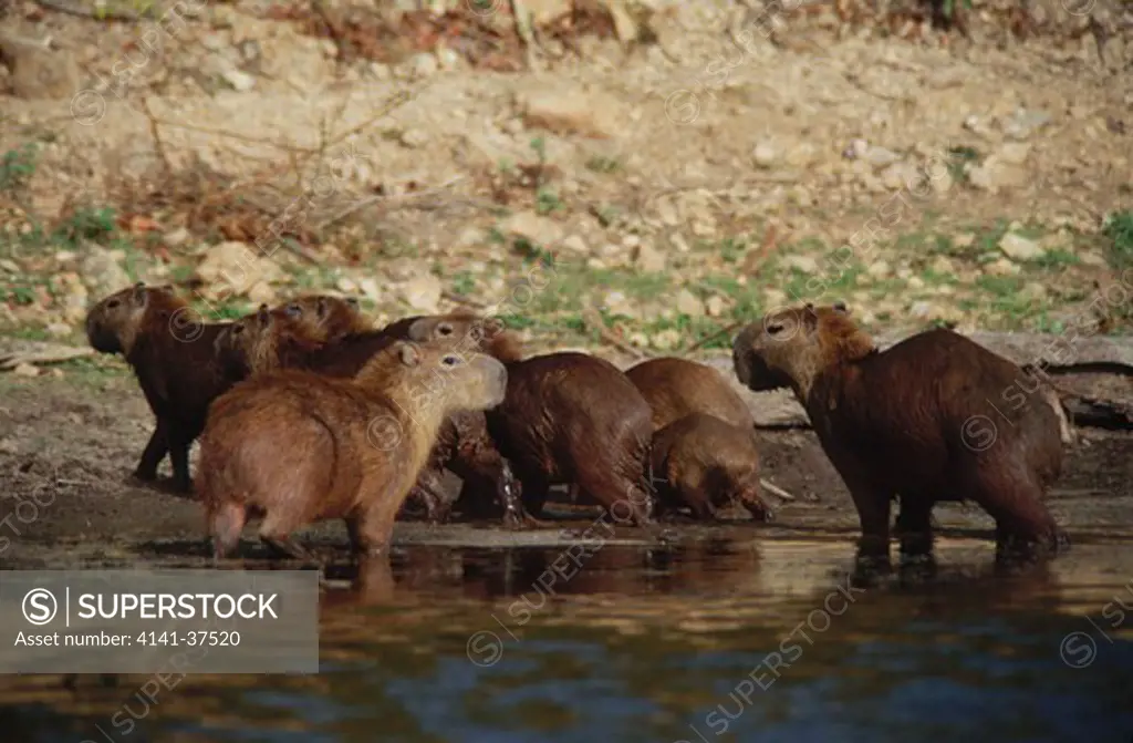 capybara (hydrochoerus hydrochaeris) troop, hato pinero, los llanos, orinoco river basin, venezuela date: 18.11.2008 ref: zb377_124722_0028 compulsory credit: nhpa/photoshot