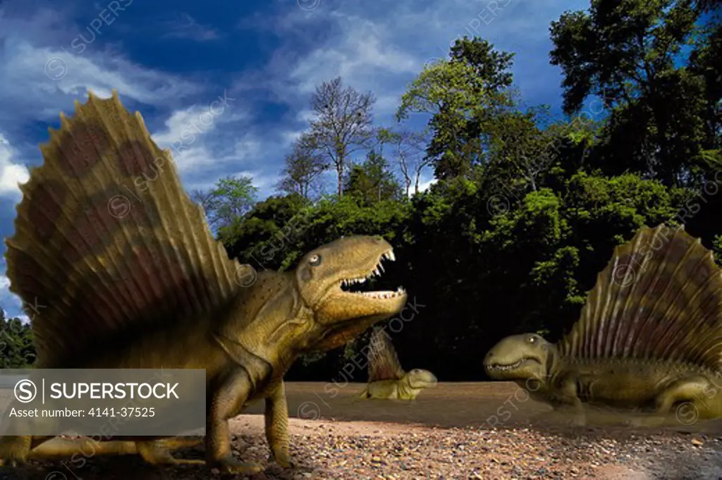 digital composite of a herd of dimetrodon angelensis, a sail-fin mammal-like pelycosaur from the permian period from what is today north america. date: 18.11.2008 ref: zb377_124722_0033 compulsory credit: nhpa/photoshot