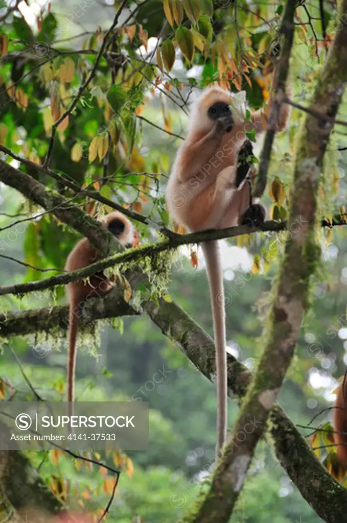 red leaf monkeys presbytis rubicunda, danum valley, sabah, borneo, malaysia
