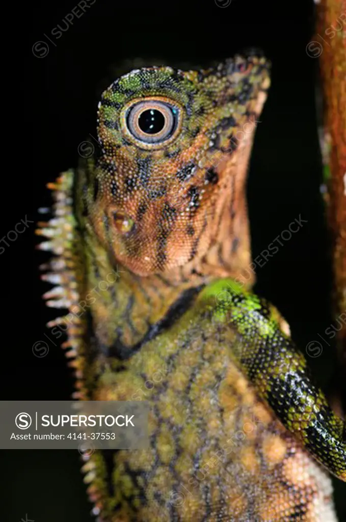 bell's anglehead lizard gonocephalus bellii, female, danum valley, sabah, borneo, malaysia