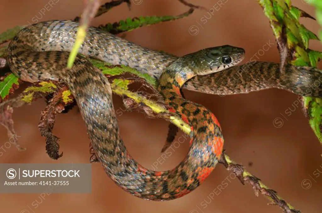 red-sided or triangle keelback xenochrophis trianguligera, a colubrid snake, perched above muddy water, danum valley, sabah, borneo, malaysia