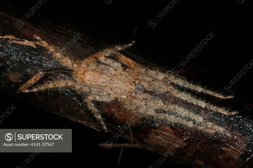 huntsman or giant crab spider heteropoda sp campuflaged on tree branch, danum valley, sabah, borneo, malaysia