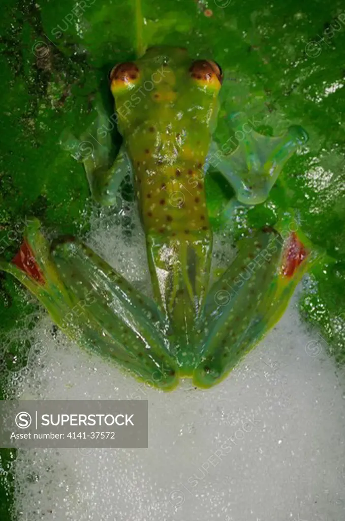 jade tree frog rhacophorus dulitensis, female whipping up foamy mass containing fertiilzed eggs after mating, danum valley, sabah, borneo, malaysia