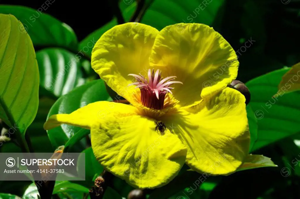 simpoh air flower, dillenia suffroticosa, danum valley, sabah, borneo, malaysia