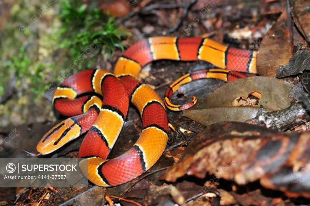 red mountain racer or bamboo rat snake oreocryptophis porphyraceus sub. laticincta, a very colorful and active terrestrial colubrid restricted to cool montane rainforests of southeast asia. juvenile specimen showing distinctive, very showy red and orange banded livery which will turn uniformly candy-red reaching adulthood. cameron highlands, west malaysia