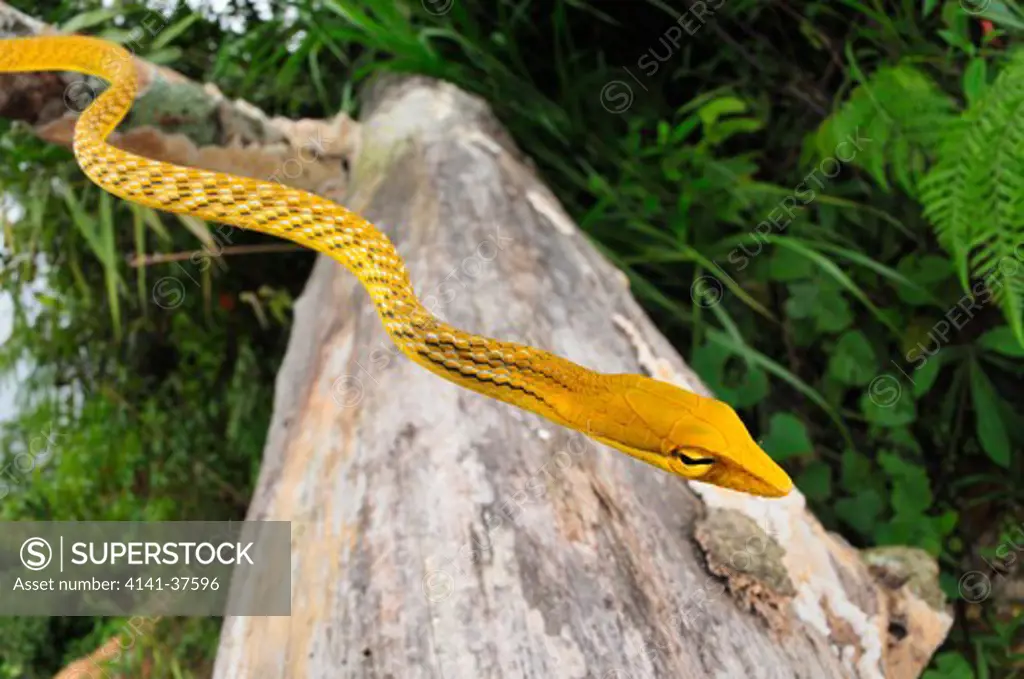 oriental whipsnake ahaetulla prasina, a mildly-venomous, rear-fanged colubrid, juvenile specimen in yellow phase. pulau tioman, south china sea, malaysia
