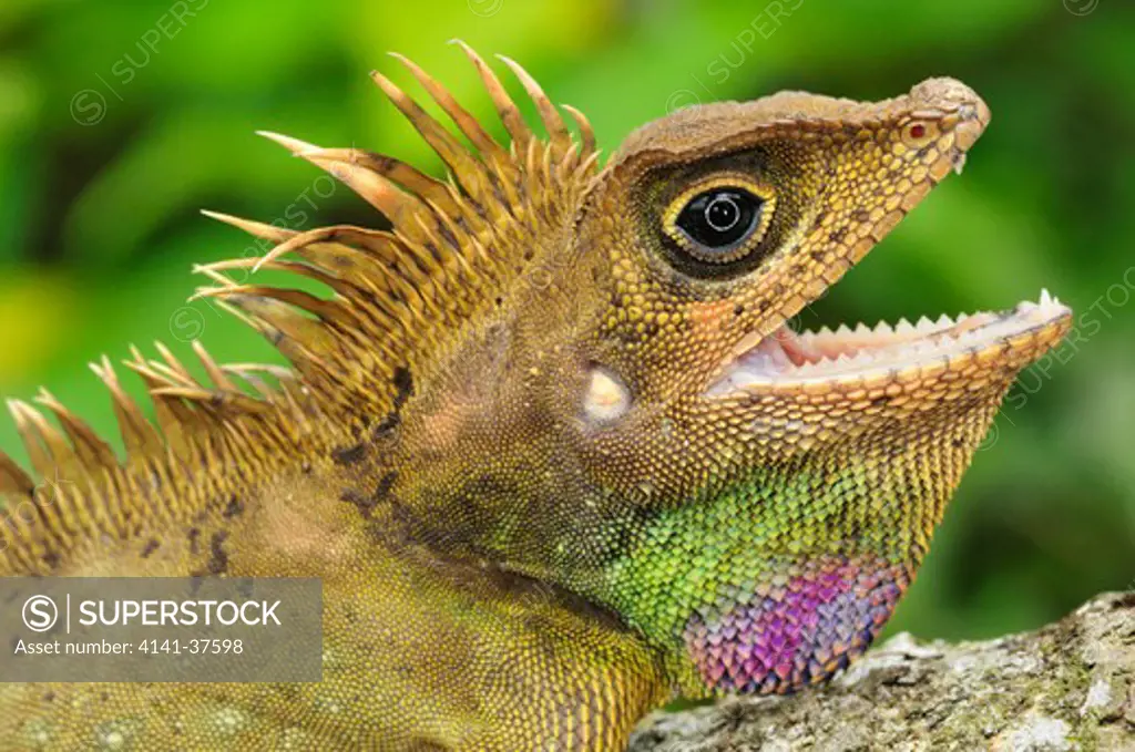 bell's anglehead lizard gonocephalus belli, a large and very colorful agamid inhabiting rainforests of thailand, malaysia and borneo. cameron highlands, west malaysia