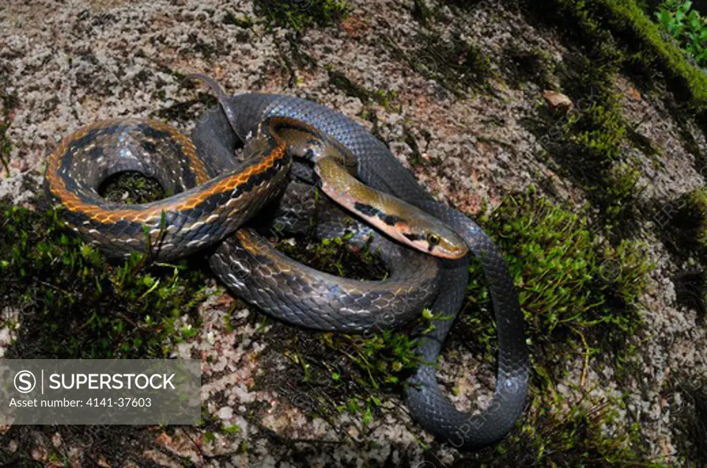 common malayan racer elaphe flavolineatus, a large, fast and aggressive terrestrial or semi-arboreal colubrid found in the lowland forests of west malaysia, borneo and indonesia. cameron highlands, west malaysia