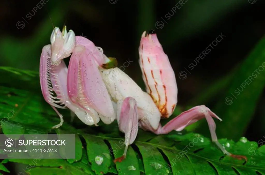 malaysian orchid mantis hymenopus coronatus, a small praying mantis which mimics to perfection a phalaenopsis orchid flower to trick its insect prey. cameron highlands, west malaysia