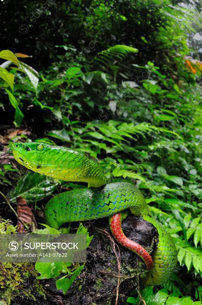 cameron highlands pit viper trimeresurus nebularis, a recently described endemic species of arboreal highly venomous crotalid found in very cool mountain rainforest environments and exclusively restricted to the cameron highlands, west malaysia