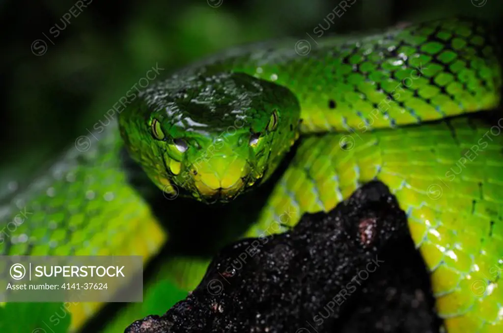 cameron highlands pit viper trimeresurus nebularis, a recently described endemic species of arboreal highly venomous crotalid found in very cool mountain rainforest environments and exclusively restricted to the cameron highlands, west malaysia