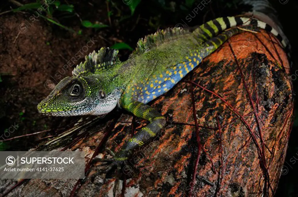 malayan crested lizard gonocephalus grandis, an imposing and spectacularly colorful agamid found in undisturbed rainforest habitats throughout southeast asia. cameron highlands, west malaysia