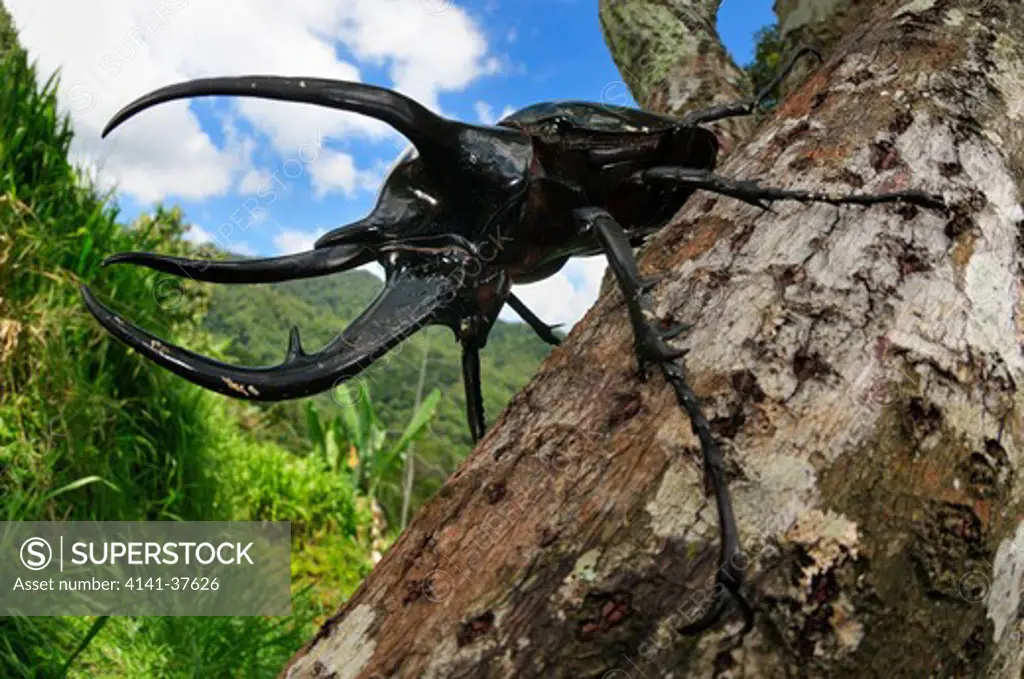 giant rhinoceros beetle chalcosoma caucasus, one of the world's largest beetles and proportionally one of the world's strongest animals. cameron highlands, west malaysia