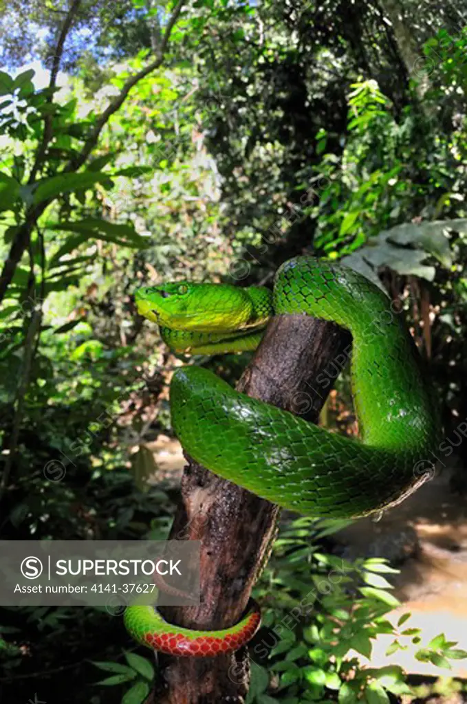 cameron highlands pit viper trimeresurus nebularis, a recently described endemic species of arboreal highly venomous crotalid found in very cool mountain rainforest environments and exclusively restricted to the cameron highlands, west malaysia