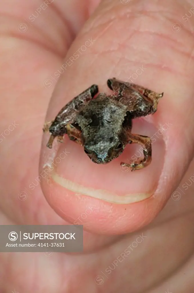 larut rice frog microhyla annectans on human thumb, showing exceptionally small adult size, an endemic species, cameron highlands, west malaysia