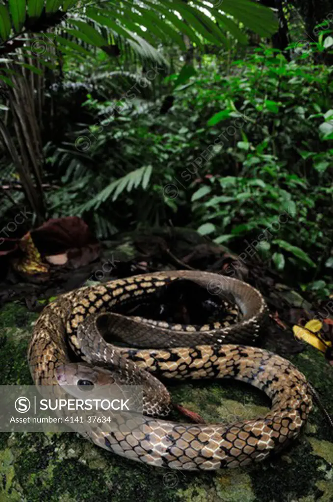 keeled rat snake ptyas carinatus, a large, very fast and aggressive colubrid which inhabits the lowland forests of southeast asia. pulau tioman, south china sea, malaysia