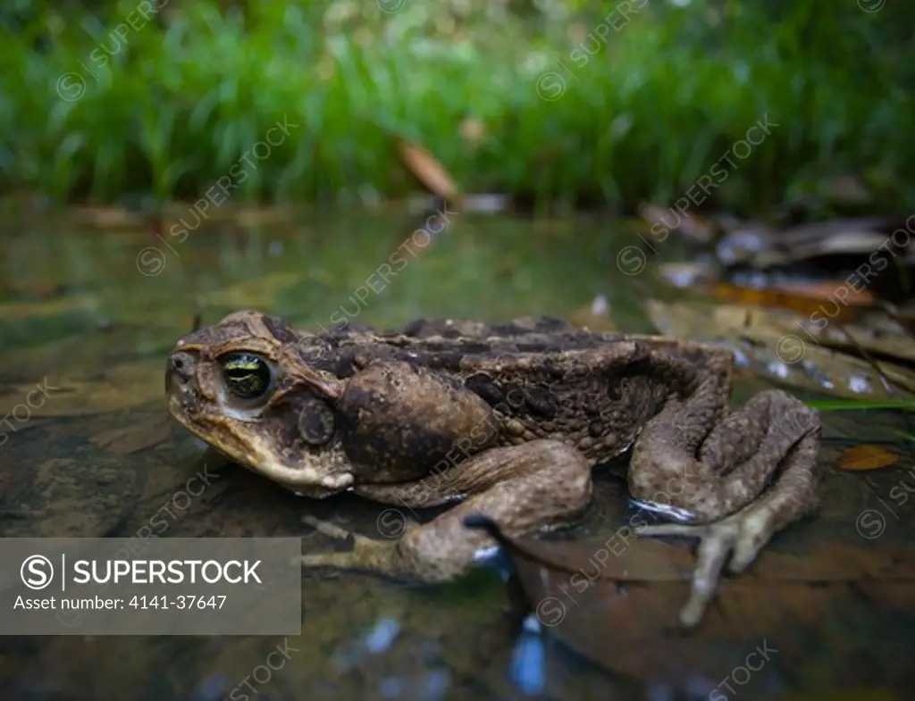 marine or cane toad (bufo marinus) iwokrama forest reserve, guyana. date: 10.11.2008 ref: zb385_124069_0006 compulsory credit: nhpa/photoshot