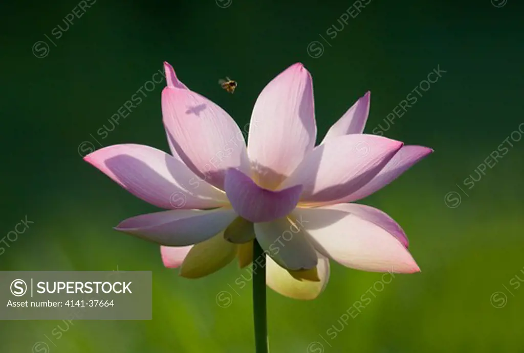 lotus flower (nelumbo nucifera) with honeybee (apis mellifera) botanical gardens, georgetown, guyana. date: 10.11.2008 ref: zb385_124069_0023 compulsory credit: nhpa/photoshot