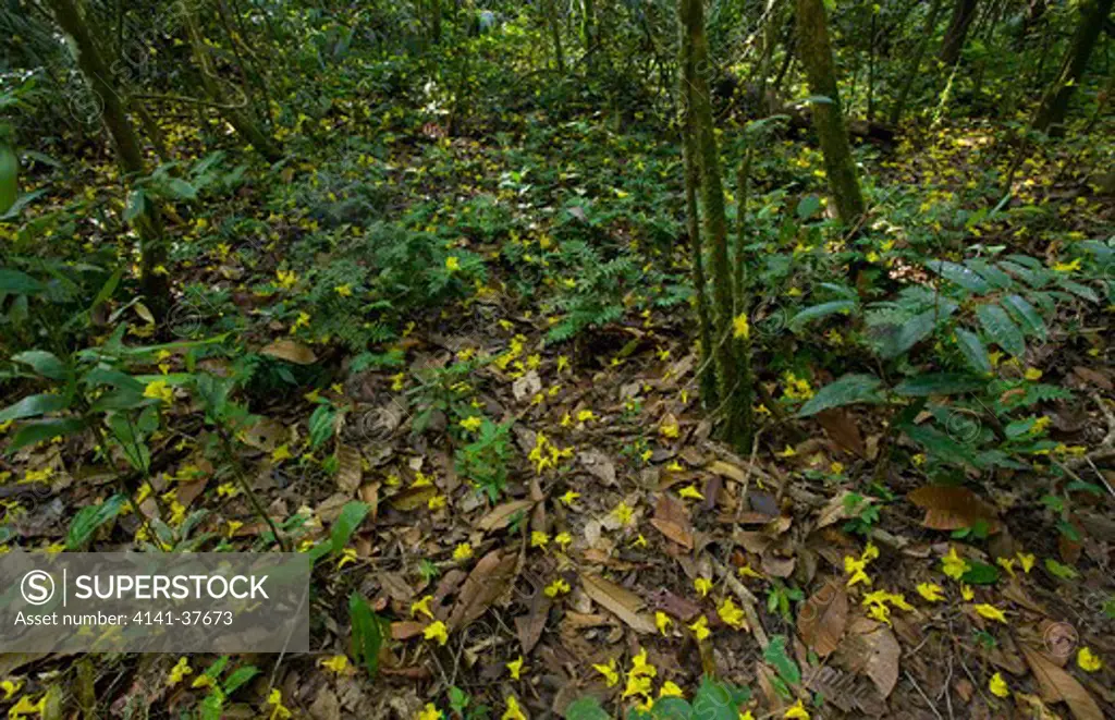 yellow flower petals on rainforest floor, nr nappi, kanuku mountains, guyana date: 10.11.2008 ref: zb385_124069_0032 compulsory credit: nhpa/photoshot