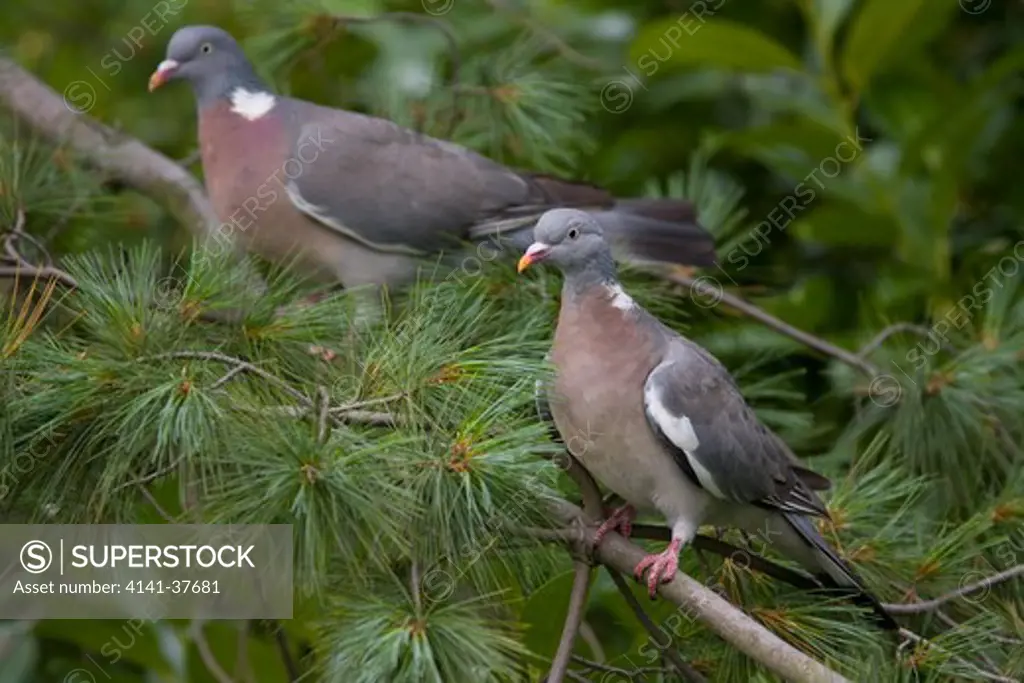 woodpigeon (columba palumbus) juvenile in foreground and adult behind in a garden tree, south london, uk. date: 18.12.2008 ref: zb385_126505_0001 compulsory credit: nhpa/photoshot