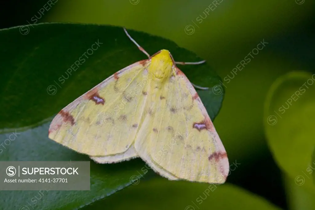 brimstone moth (opisthograptis luteolata) south london, uk date: 18.12.2008 ref: zb385_126505_0021 compulsory credit: nhpa/photoshot