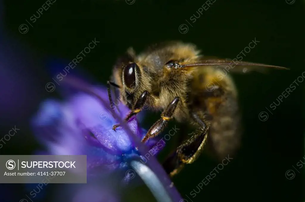 honey bee (apis mellifera) on bluebell (hyacinthoides non-scripta) april, sussex woodland, uk 