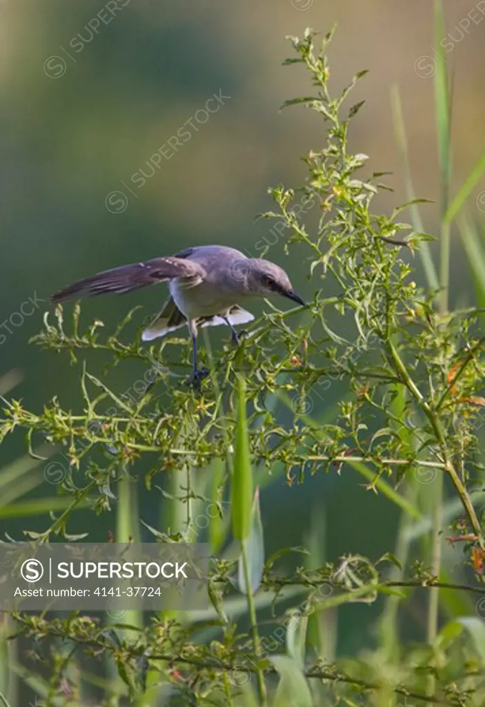 tropical mockingbird (mimus gilvus) wing flashing behaviour, guyana. 