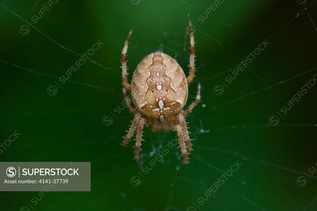 garden spider (araneus diadematus) on web, sussex, uk.