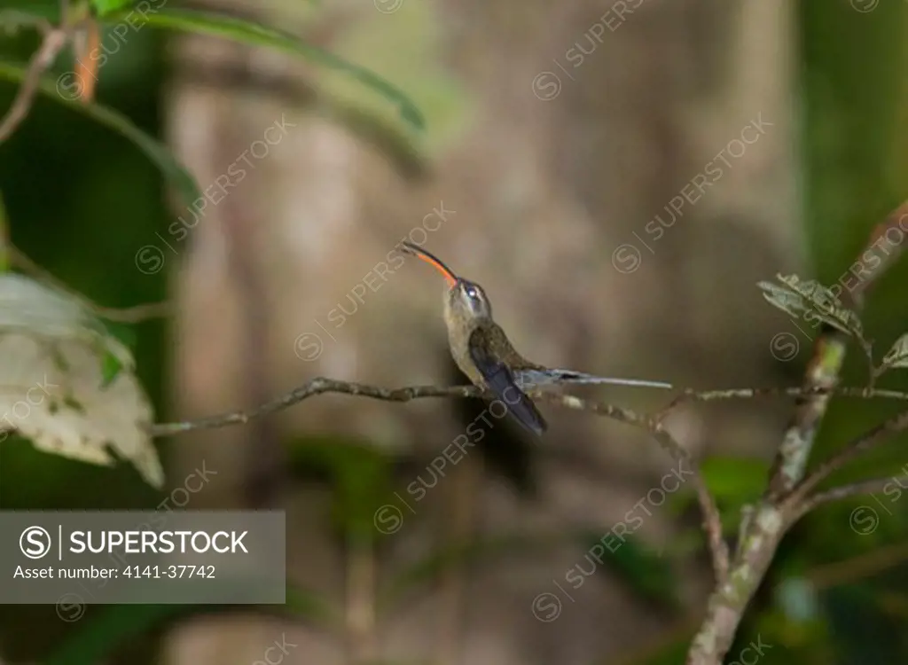 long-tailed hermit (phaethornis superciliosus) male displaying at lek, wowetta, guyana, south america.