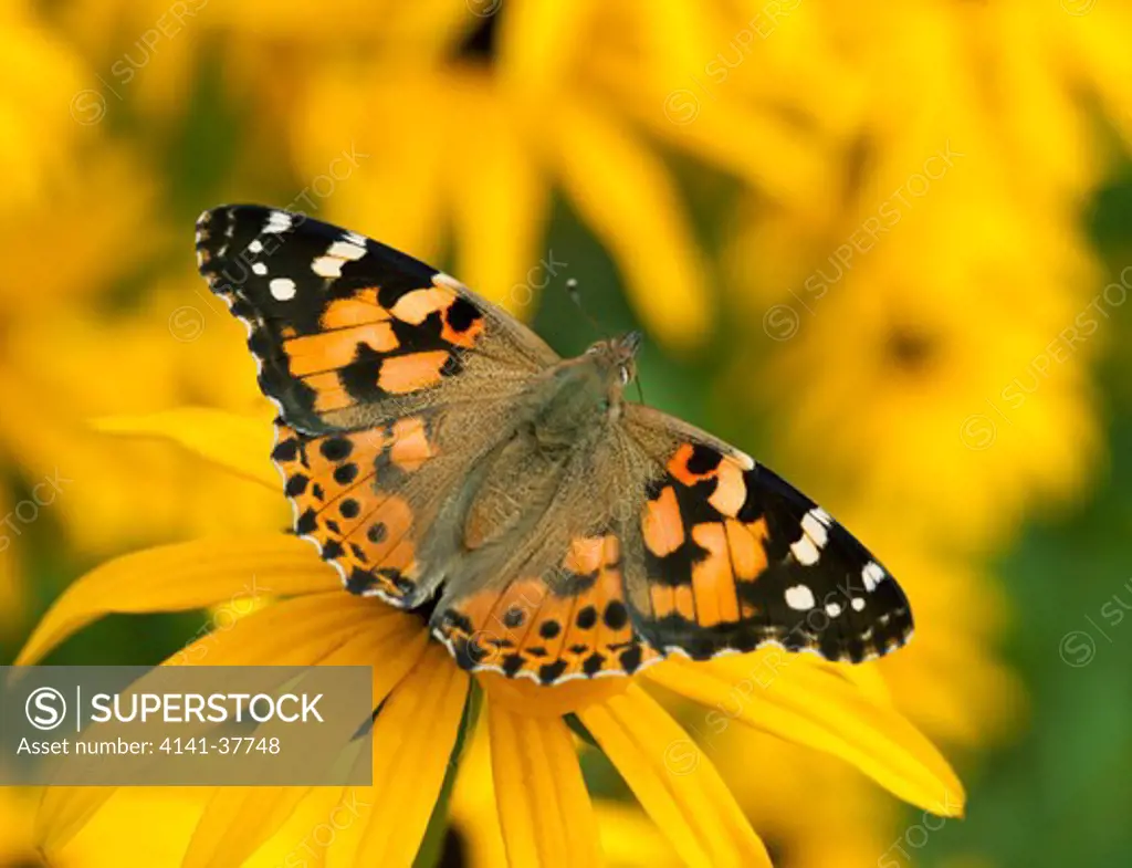 painted lady (vanessa cardui) feeding on black-eyed susan in garden, sussex, uk.