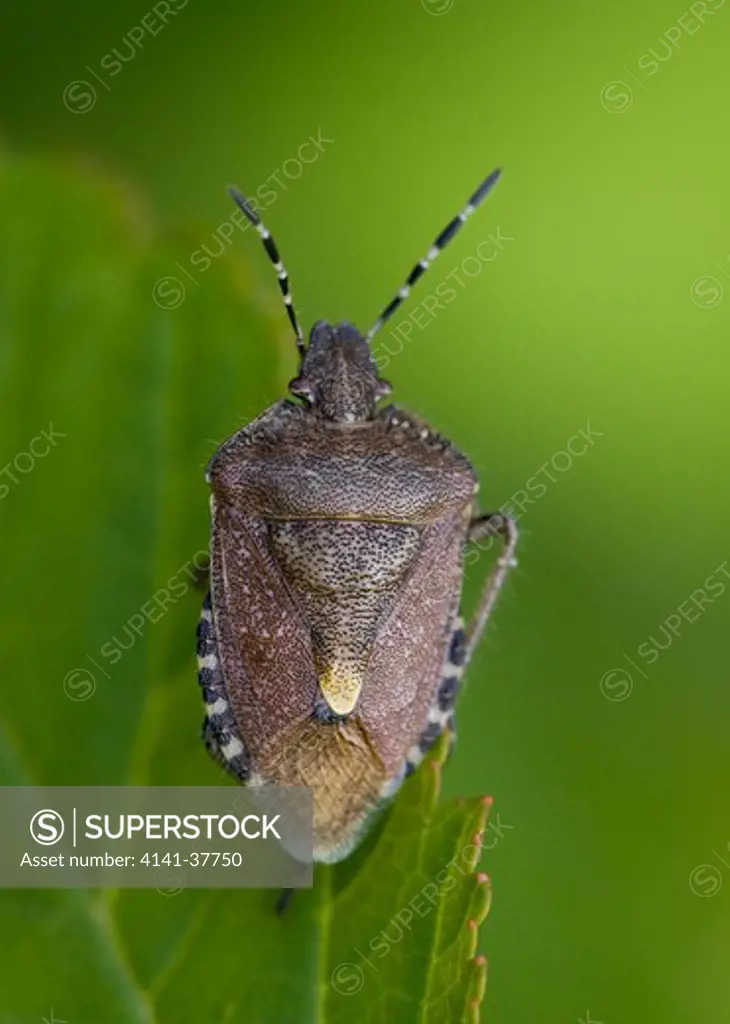 sloe shieldbug (dolycoris baccarum) sussex, uk