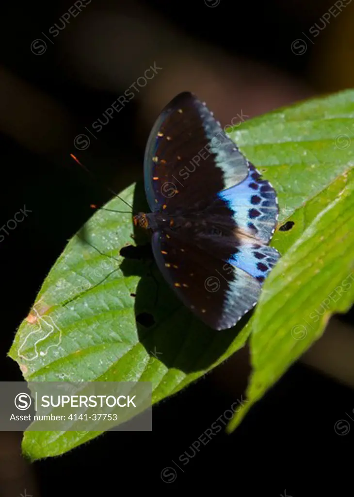 archduke butterfly (lexias pardalis) khao sok national park, souther thailand.