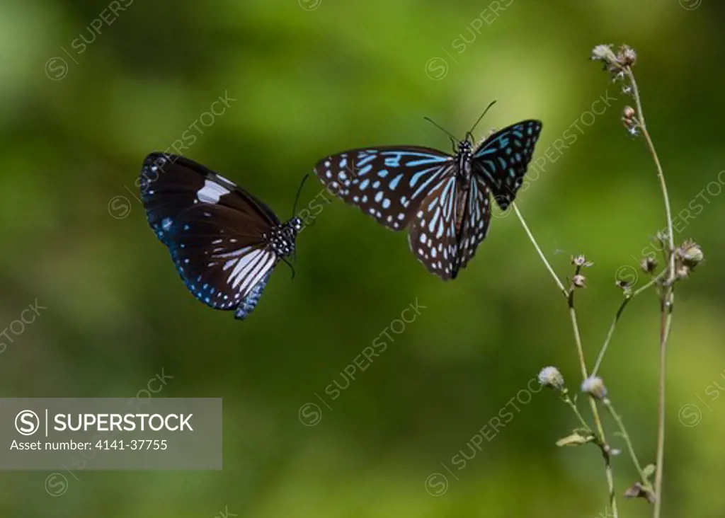 magpie crow (euploea radamanthus) and ceylon blue glassy tiger (ideopsis similis) in flight, ko ra, southern thailand.