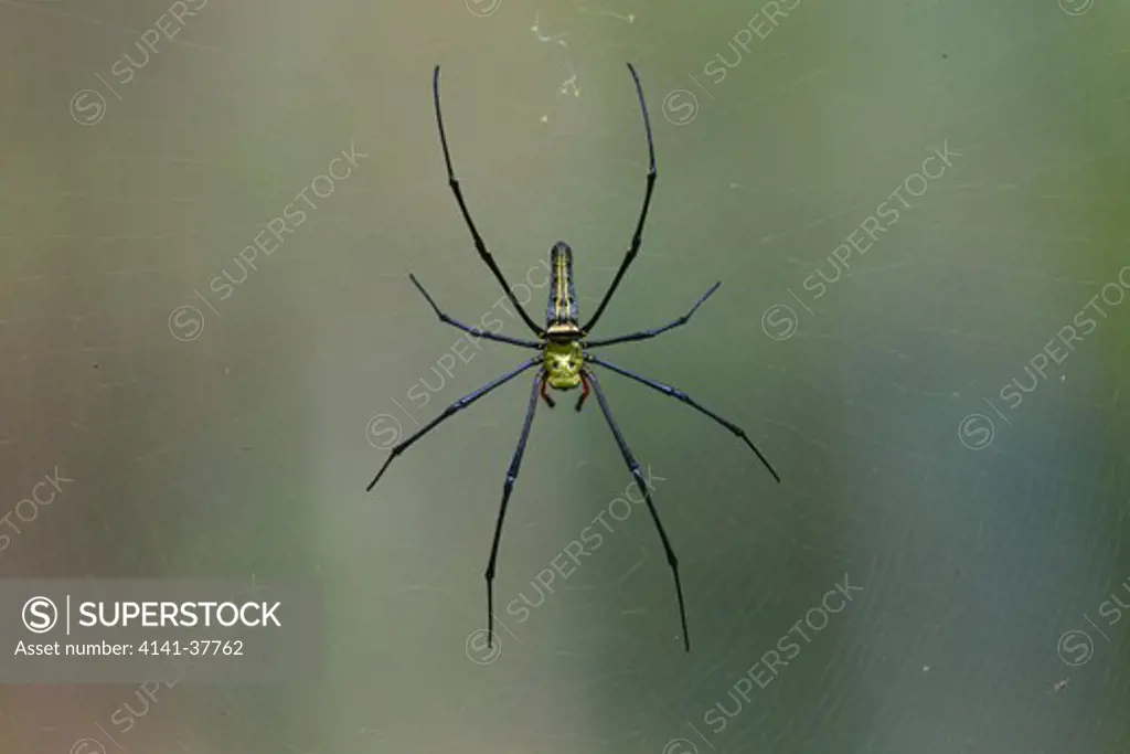 golden orb web spider (nephila maculata) on web, ko ra, thailand.
