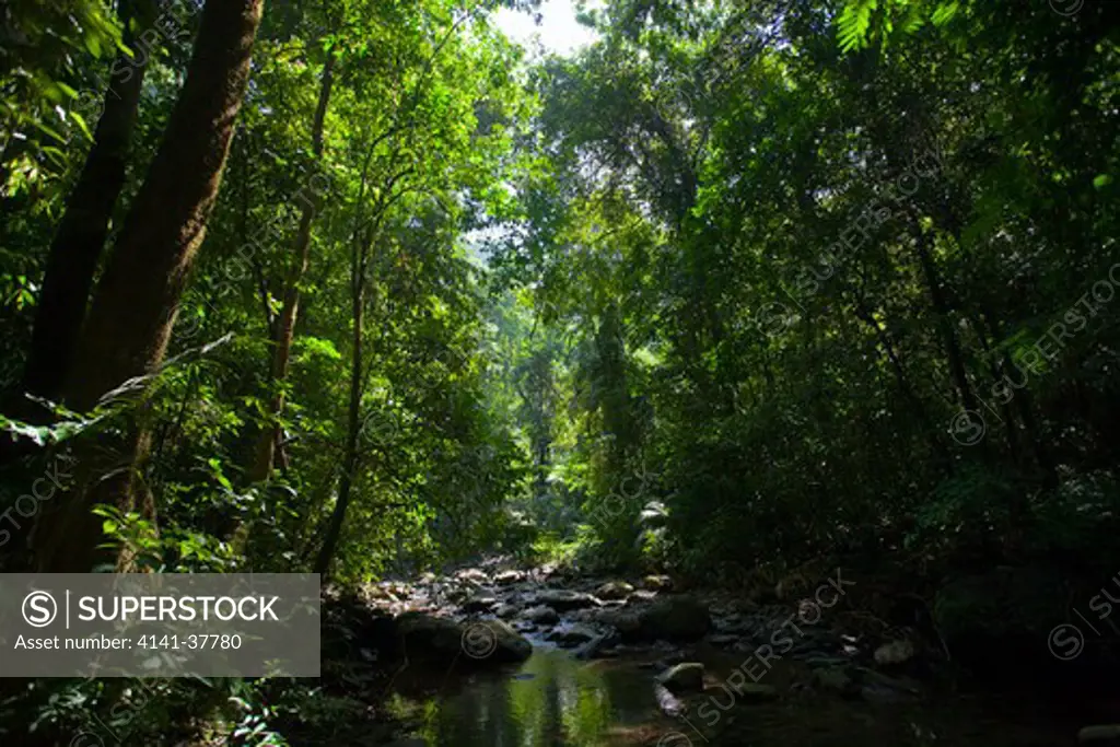 primary tropical rainforest and stream, sri phang nga national park, thailand. 
