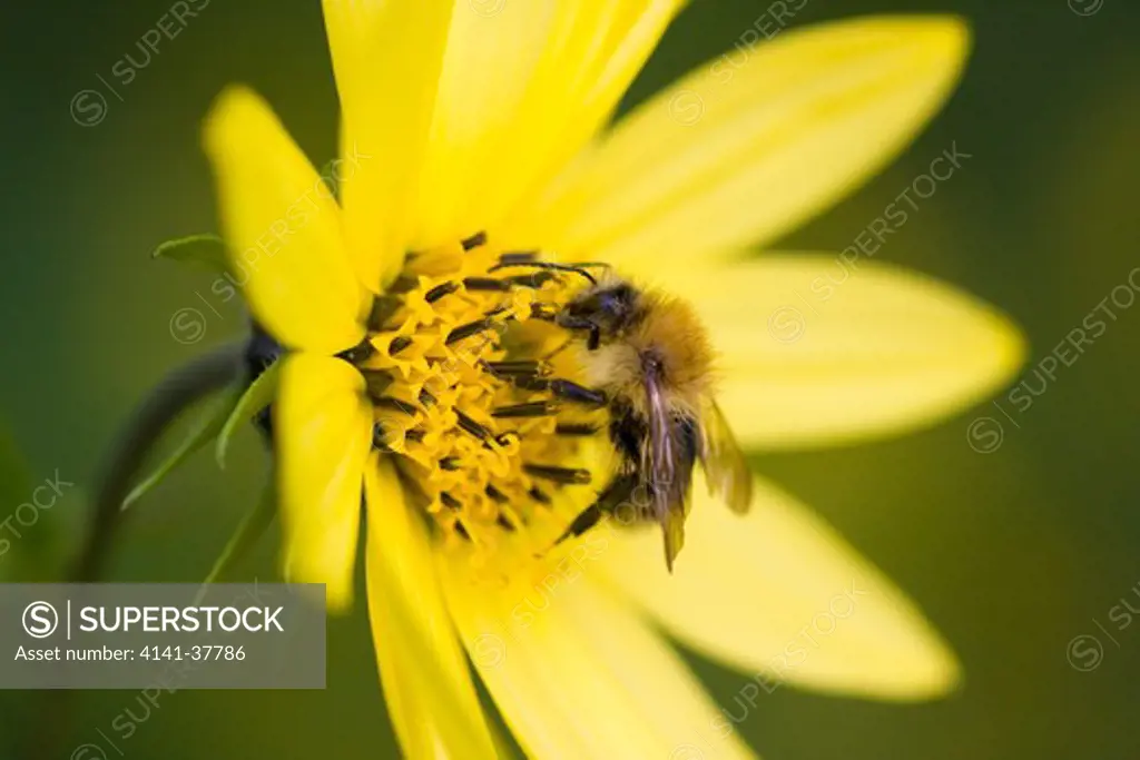 tawny or carder bumblebee (bombus pascuorum) feeding on garden flower, sussex, uk 