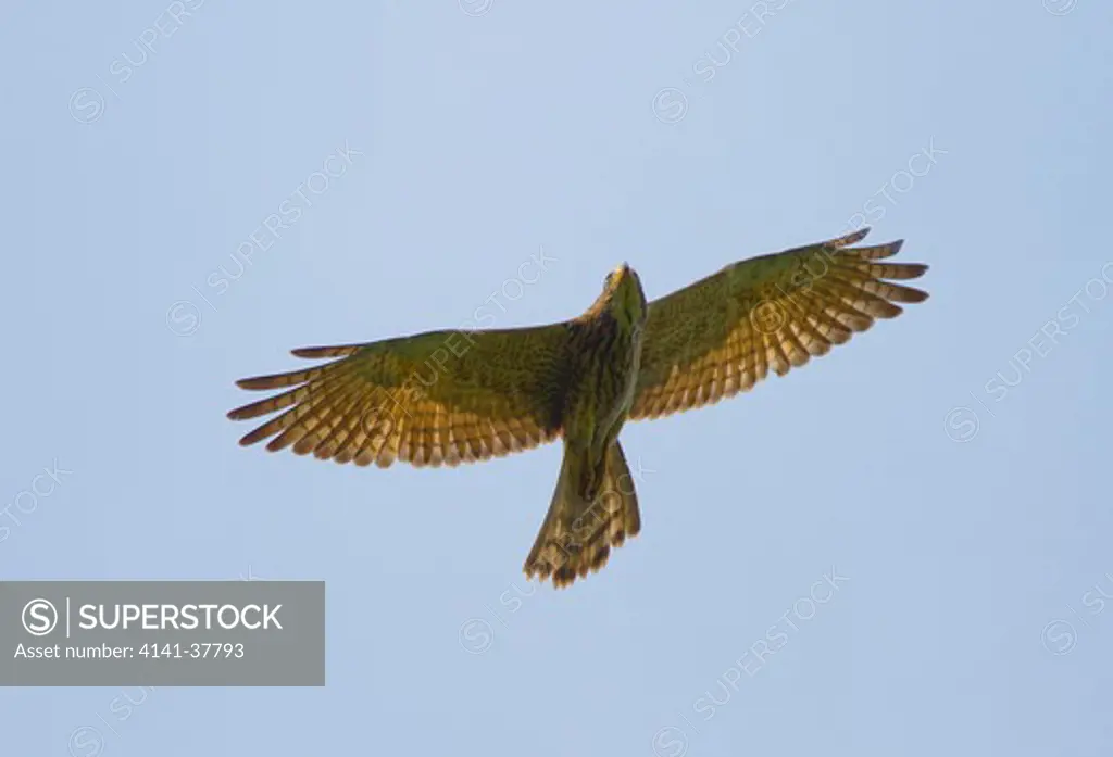 grey-faced buzzard (butastur indicus) ko ra, southern thailand.