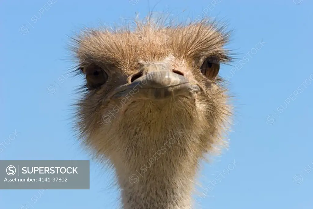 ostrich head detail (struthio camelus) captive