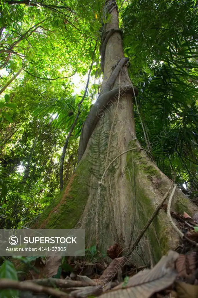 tropical rainforest on the island of ko ra showing a strangling fig (ficus sp.) growing up a tree, southern thailand.