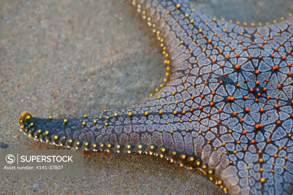 starfish, ko ra, thiland.