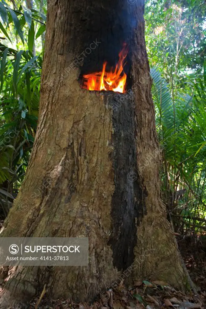 wood resin tapping of the the dipterocarpus tree (dipterocarpus sp.), ko ra, southern thailand. the resin from these trees is used for sealing boats, making torches, and industrial purposes, including as bases for perfumes. there is some debate as to whether this practice kills the tree or not.