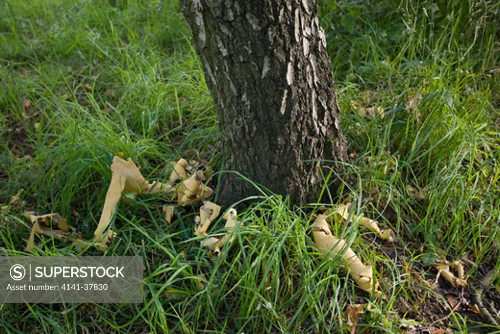 bark damage to young silver birch tree (betula pendula) caused by grey squirrel (sciurus carolinensis) sussex, uk.
