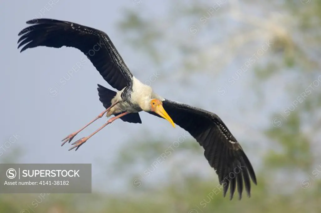 painted stork - in flight (mycteria leucocephala) keoladeo ghana national park, bharatpur, rajasthan, india 