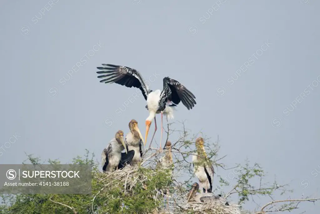 painted stork - adult arriving at nest (mycteria leucocephala) keoladeo ghana national park, bharatpur, rajasthan, india 