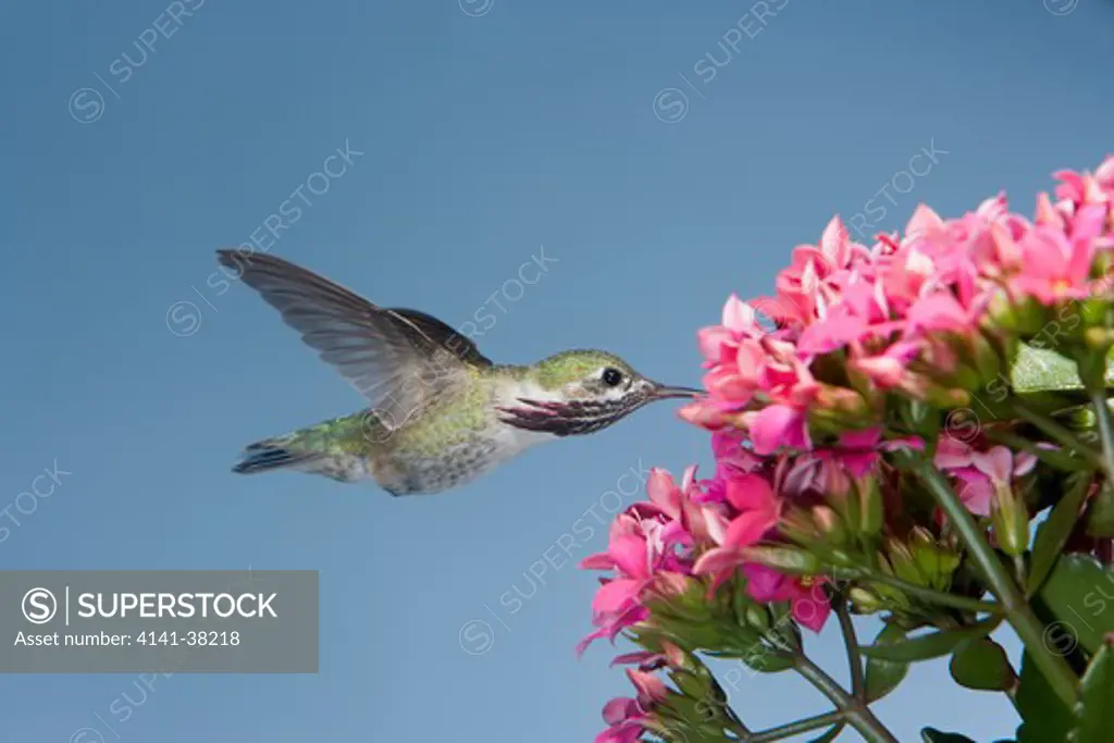 calliope hummingbird - male at kalanchoe flower, stellula calliope, british columbia, canada 