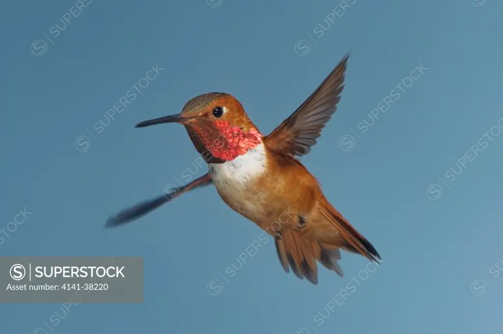 rufous hummingbird, selasphorus rufus, british columbia, canada 