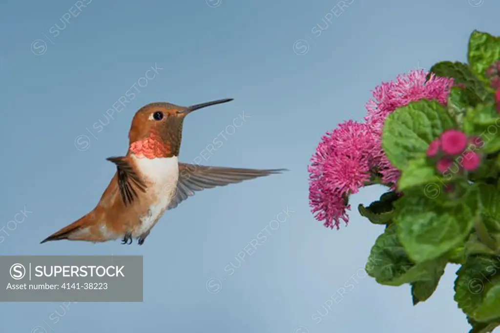 rufous hummingbird feeing at ageratum flower, selasphorus rufus, british columbia, canada 