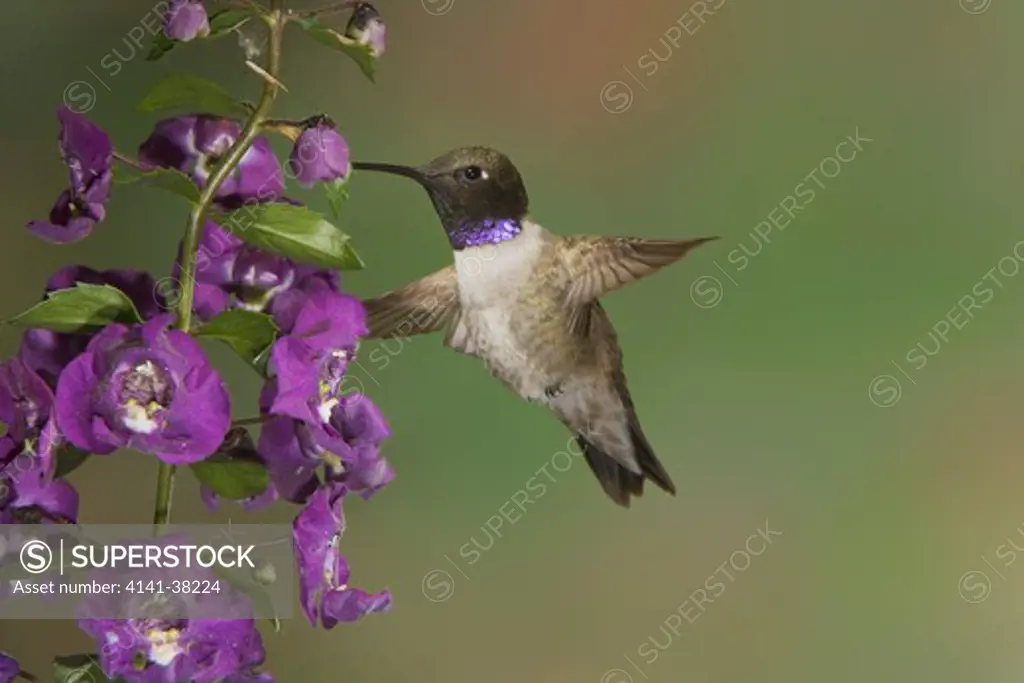 black-chinned hummingbird - male at delphinium flower, archilochus alexandri, british columbia, canada 