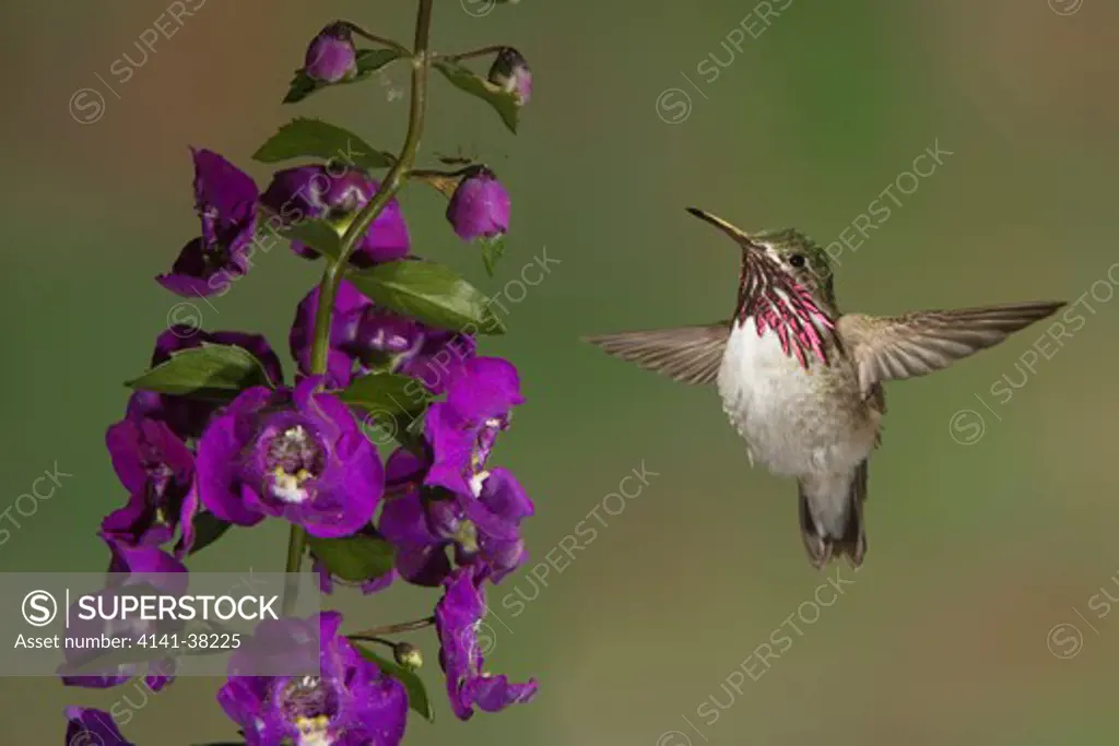 calliope hummingbird - male at delphinium flower, stellula calliope, british columbia, canada 