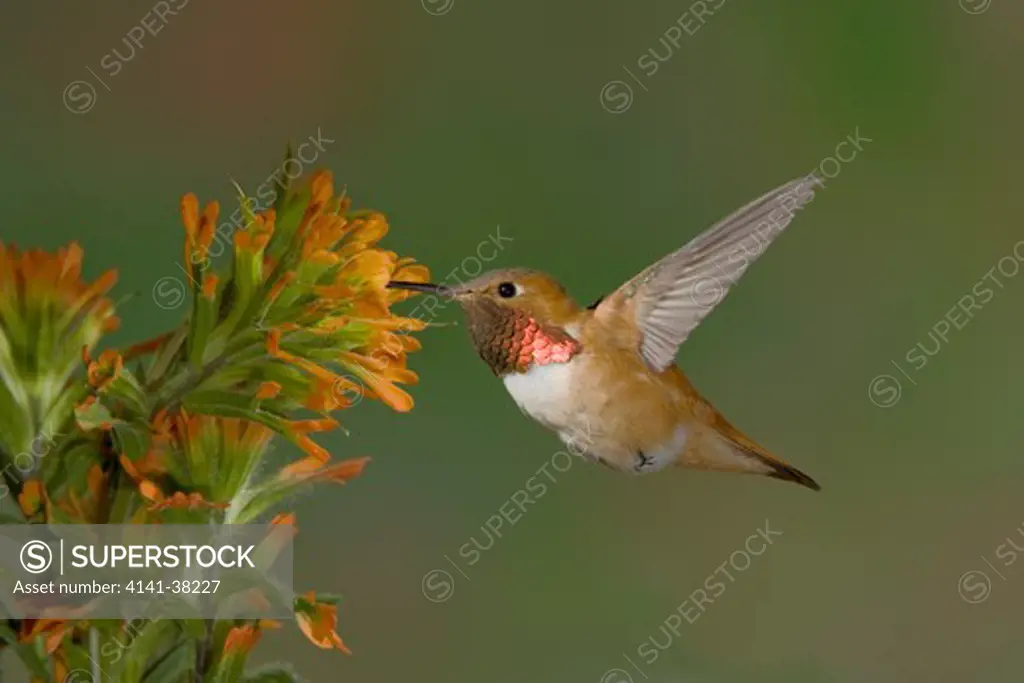 rufous hummingbird, male feeding at indian paintbrush flower, selasphorus rufus, british columbia, canada 